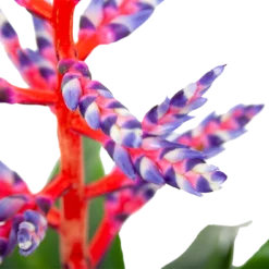 Aechmea Blue Rain - Kokerbromelia - P12 H55 - Roze-Paars - Kamerplant -Tuin Magisch Verkoop aechmea blue rain kokerbromelia p12 h55 roze paars 6