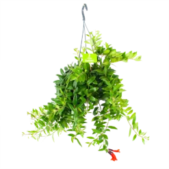 Aeschynanthus Caroline - Lipstickplant - In Hangpot - P15 H25 - Kamerplant