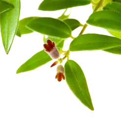 Aeschynanthus Caroline - Lipstickplant - In Hangpot - P15 H25 - Kamerplant -Tuin Magisch Verkoop aeschynanthus caroline lipstickplant in hangpot p15 h25 6