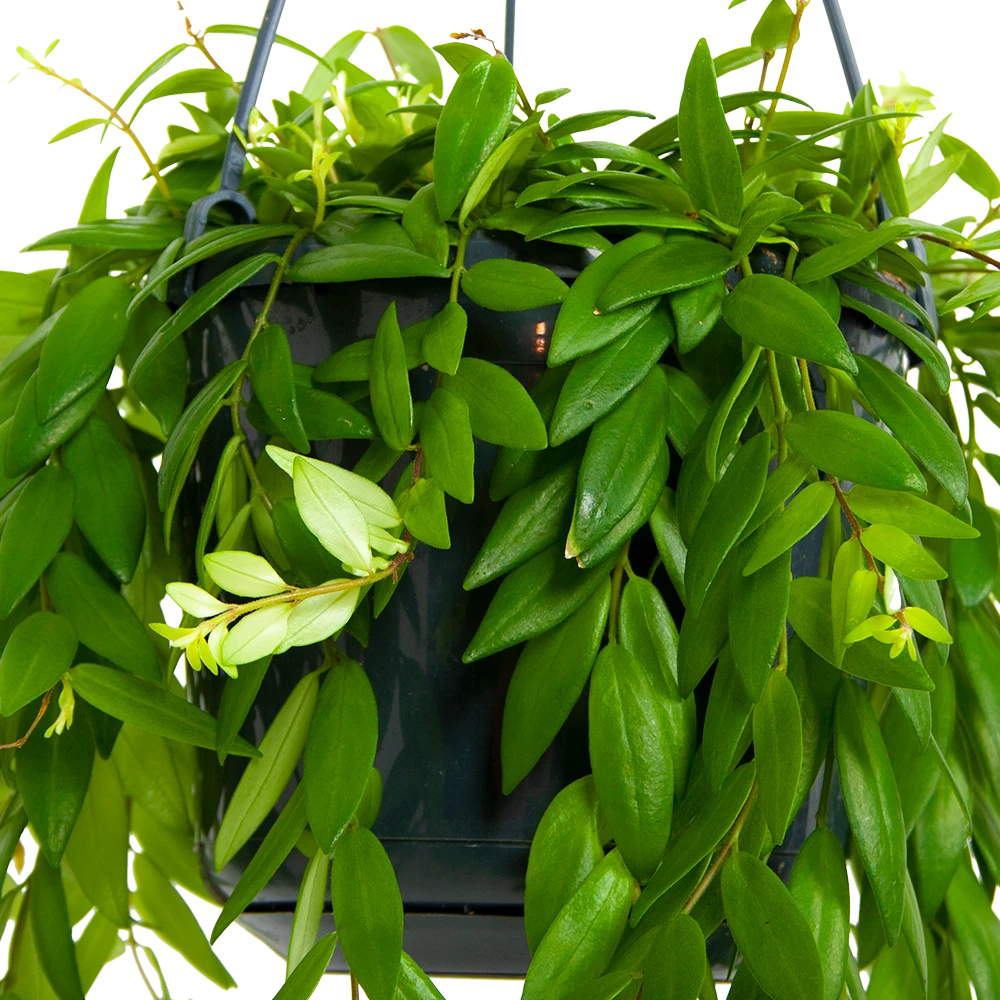 Aeschynanthus Japhrolepis - Lipstickplant - In Hangpot - P15 H20 - Kamerplant 2 Aeschynanthus Japhrolepis - Lipstickplant - In Hangpot - P15 H20 - Kamerplant - Afbeelding 2