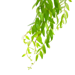 Aeschynanthus Japhrolepis - Lipstickplant - In Hangpot - P15 H20 - Kamerplant 6 Aeschynanthus Japhrolepis - Lipstickplant - In Hangpot - P15 H20 - Kamerplant -Tuin Magisch Verkoop aeschynanthus japhrolepis lipstickplant in hangpot p15 6