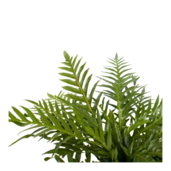 Aglaomorpha Jim - P19 H65 - Kamerplant -Tuin Magisch Verkoop aglaomorpha jim p19 h65 2