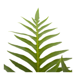 Aglaomorpha Jim - P19 H65 - Kamerplant -Tuin Magisch Verkoop aglaomorpha jim p19 h65 3