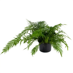 Aglaomorpha Jim - P37 H75 - Kamerplant