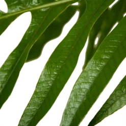 Aglaomorpha Jim - P37 H75 - Kamerplant -Tuin Magisch Verkoop aglaomorpha jim p37 h75 kamerplant 4