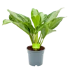 Aglaonema Freedman - P17 H60 - Kamerplant