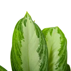 Aglaonema Freedman - P17 H60 - Kamerplant -Tuin Magisch Verkoop aglaonema freedman p17 h60 6 1