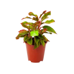 Aglaonema Light Star - P19 H35 - Kamerplant
