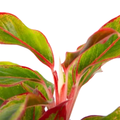 Aglaonema Light Star - P19 H35 - Kamerplant -Tuin Magisch Verkoop aglaonema light star p19 h35 4