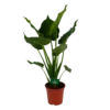 Alocasia Cucullata - Olifantsoor - P21 H90 - Kamerplant