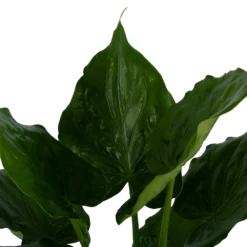 Alocasia Cucullata - Olifantsoor - P21 H90 - Kamerplant -Tuin Magisch Verkoop alocasia cucullata olifantsoor p21 h90 3