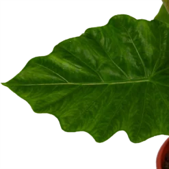 Alocasia Portodora - Olifantsoor - P21 H90 - Kamerplant -Tuin Magisch Verkoop alocasia portodora olifantsoor p21 h90 4