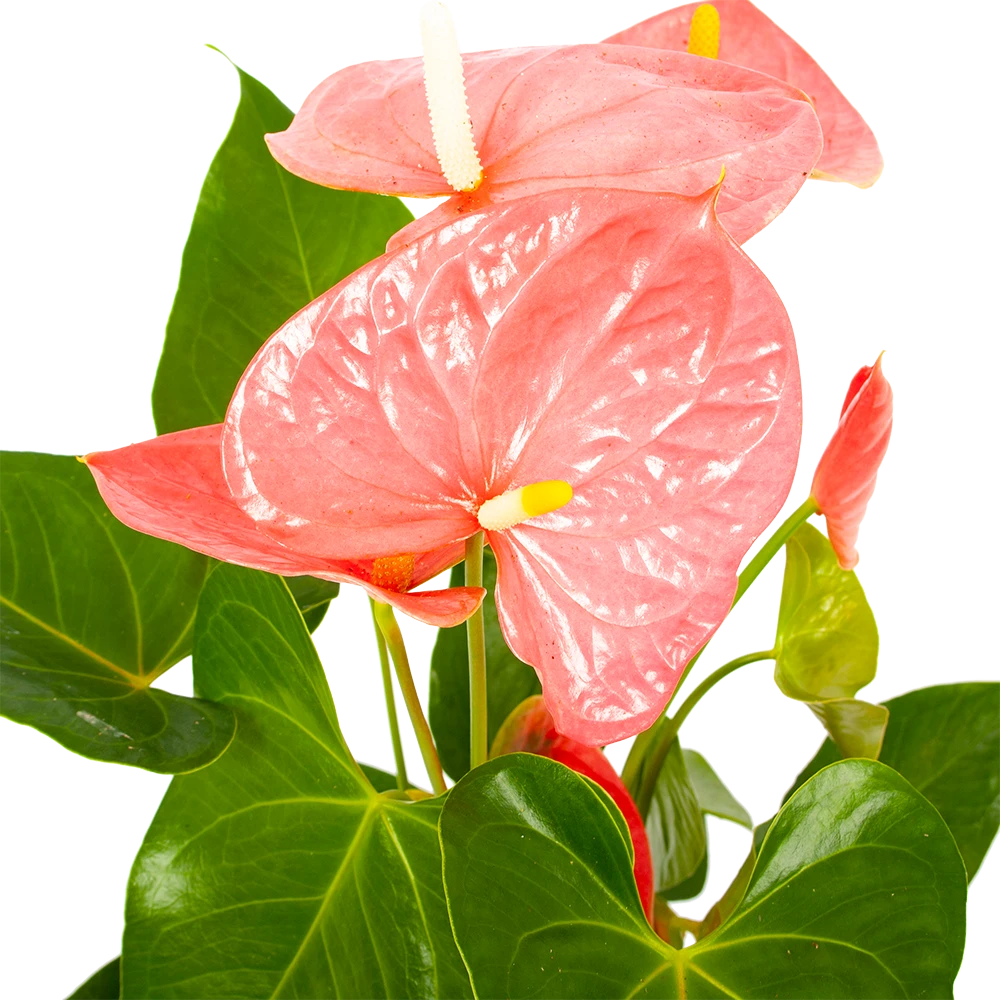 Anthurium Andreanum - Flamingoplant - P17 H70 Roze - Kamerplant 2 Anthurium Andreanum - Flamingoplant - P17 H70 Roze - Kamerplant - Afbeelding 2