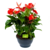 Anthurium Andreanum - Flamingoplant - P30 H80 Rood - Kamerplant