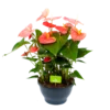 Anthurium Andreanum - Flamingoplant - P30 H80 Roze - Kamerplant