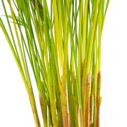 Areca - Goudpalm - P17 H90 - Kamerplant -Tuin Magisch Verkoop areca goudpalm p17 h90 6 2