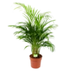 Areca - Goudpalm - P21 H100 - Kamerplant