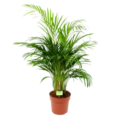 Areca - Goudpalm - P21 H100 - Kamerplant