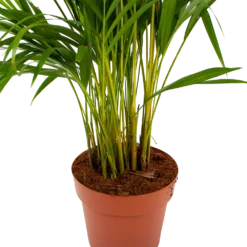 Areca - Goudpalm - P21 H100 - Kamerplant -Tuin Magisch Verkoop areca goudpalm p21 h100 6 1