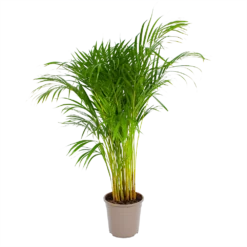 Areca - Goudpalm - P24 H120 - Kamerplant