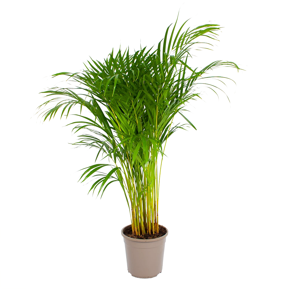 Areca - Goudpalm - P24 H120 - Kamerplant 1 Areca - Goudpalm - P24 H120 - Kamerplant
