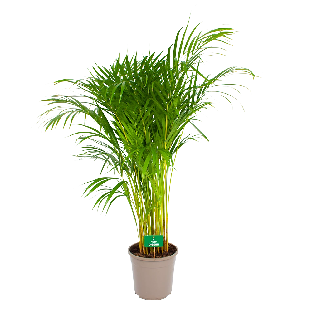 Areca - Goudpalm - P24 H120 - Kamerplant 2 Areca - Goudpalm - P24 H120 - Kamerplant - Afbeelding 2