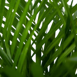 Areca - Goudpalm - P24 H120 - Kamerplant 7 Areca - Goudpalm - P24 H120 - Kamerplant -Tuin Magisch Verkoop areca goudpalm p24 h120 5