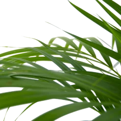 Areca - Goudpalm - P24 H120 - Kamerplant 8 Areca - Goudpalm - P24 H120 - Kamerplant -Tuin Magisch Verkoop areca goudpalm p24 h120 6