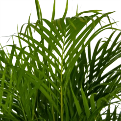 Areca - Goudpalm - P24 H140 - Kamerplant -Tuin Magisch Verkoop areca goudpalm p24 h140 kamerplant 4