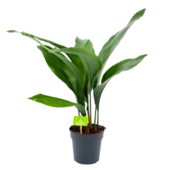 Aspidistra Elatior - Kwartjesplant - P15 H60 - Kamerplant