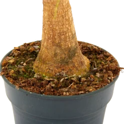 Beaucarnea Recurvata - Op Stam - Olifantenpoot - P21 H60 - Kamerplant -Tuin Magisch Verkoop beaucarnea recurvata op stam olifantenpoot p21 h60 5 1