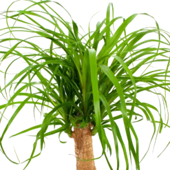 Beaucarnea Recurvata - Op Stam - Olifantenpoot - P21 H60 - Kamerplant -Tuin Magisch Verkoop beaucarnea recurvata op stam olifantenpoot p21 h60 6 1