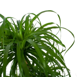 Beaucarnea Recurvata - Vertakt - Olifantenpoot - P32 H90 - Kamerplant -Tuin Magisch Verkoop beaucarnea recurvata vertakt olifantenpoot p32 h90 6 3