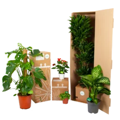 Aeschynanthus Pink Polka - Lipstickplant - In Hangpot - P15 H20 - Kamerplant -Tuin Magisch Verkoop biezen kamerplanten verpakking 1 1