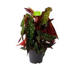 Bladbegonia Maculata - Stippenplant - P17 H35 - Kamerplant