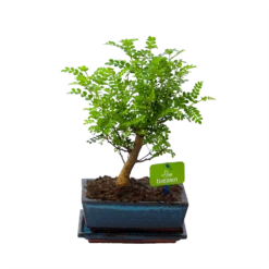 Bonsai Zanthoxylum Piperitum - Peperboom - P20 H30 - Kamerplant