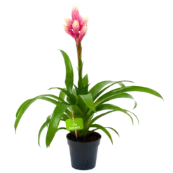 Bromelia Guzmania Candy - P12 H55 Roze - Kamerplant