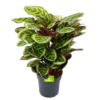 Calathea Angela - Livingplant - P27 H80 - Kamerplant