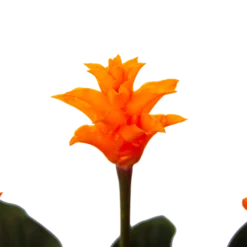 Calathea Crocata - Eeuwige Vlam - P15 H45 - Kamerplant -Tuin Magisch Verkoop calathea crocata eeuwige vlam p15 h45 4