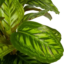 Calathea Flamestar - Schaduwplant - P32 H80 - Kamerplant -Tuin Magisch Verkoop calathea flamestar schaduwplant p32 h80 5