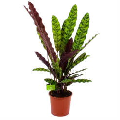 Calathea Insigne - Livingplant - P17 H65 - Kamerplant