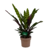 Calathea Insigne - Livingplant - P21 H60 - Kamerplant