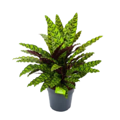 Calathea Insigne - Livingplant - P27 H80 - Kamerplant