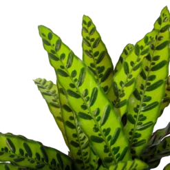 Calathea Insigne - Livingplant - P27 H80 - Kamerplant -Tuin Magisch Verkoop calathea insigne livingplant p27 h80 6 3
