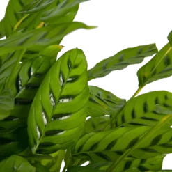 Calathea Leopardina - Schaduwplant - P27 H90 - Kamerplant -Tuin Magisch Verkoop calathea leopardina schaduwplant p27 h90 kamerplant 3