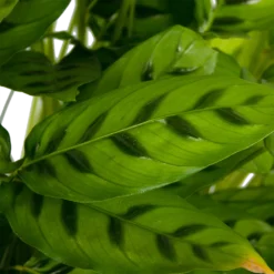 Calathea Leopardina - Schaduwplant - P27 H90 - Kamerplant -Tuin Magisch Verkoop calathea leopardina schaduwplant p27 h90 kamerplant 4