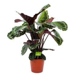 Calathea Medaillon - Schaduwplant - P19 H75 - Kamerplant