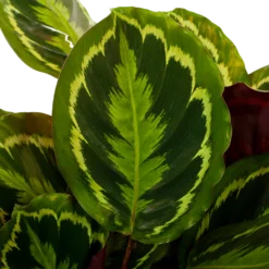 Calathea Medaillon - Schaduwplant - P27 H90 - Kamerplant -Tuin Magisch Verkoop calathea medaillon schaduwplant p27 h90 5 1