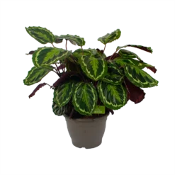 Calathea Medaillon - Schaduwplant - P32 H80 - Kamerplant -Tuin Magisch Verkoop calathea medaillon schaduwplant p32 h80 2