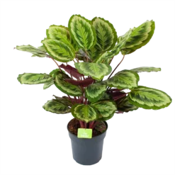 Calathea Mysty - Livingplant - P27 H80 - Kamerplant